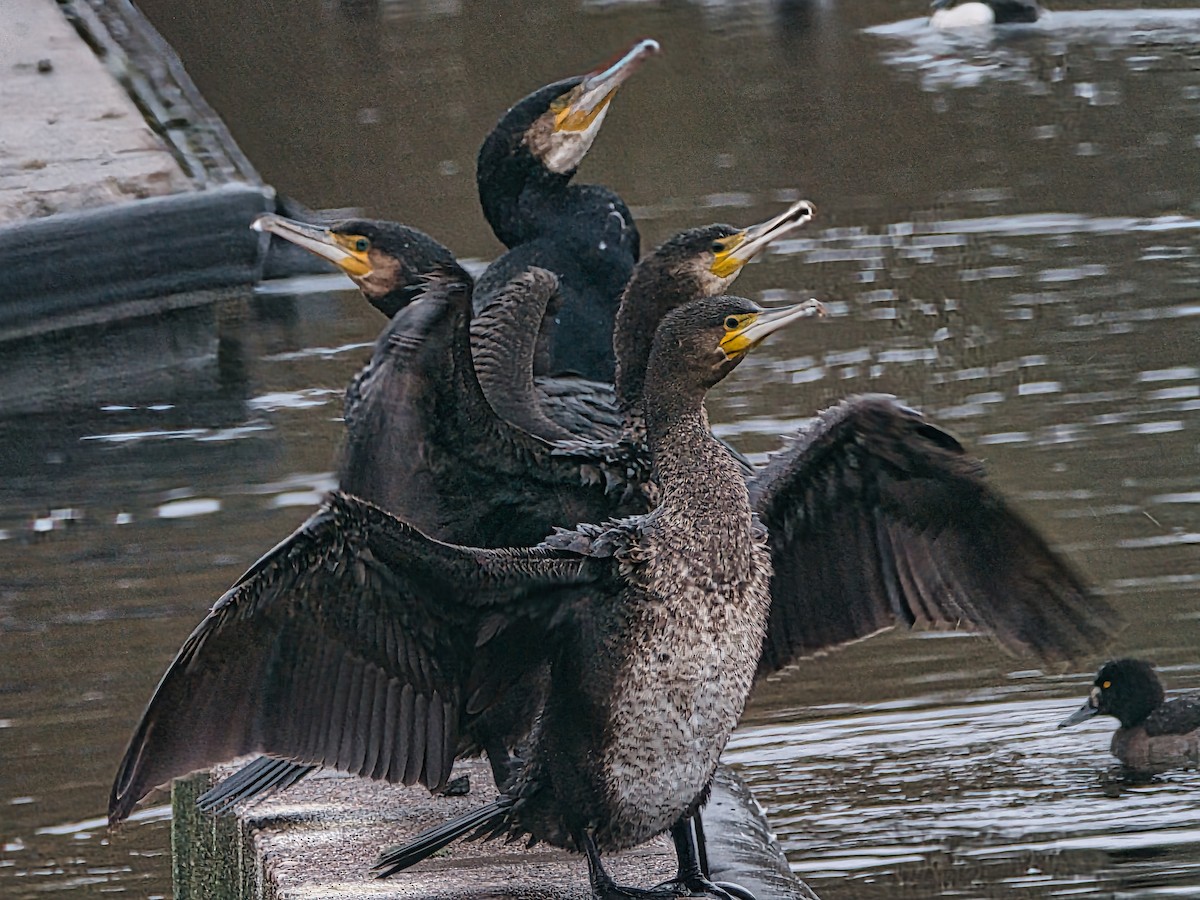 Great Cormorant - David & Dawn Harris