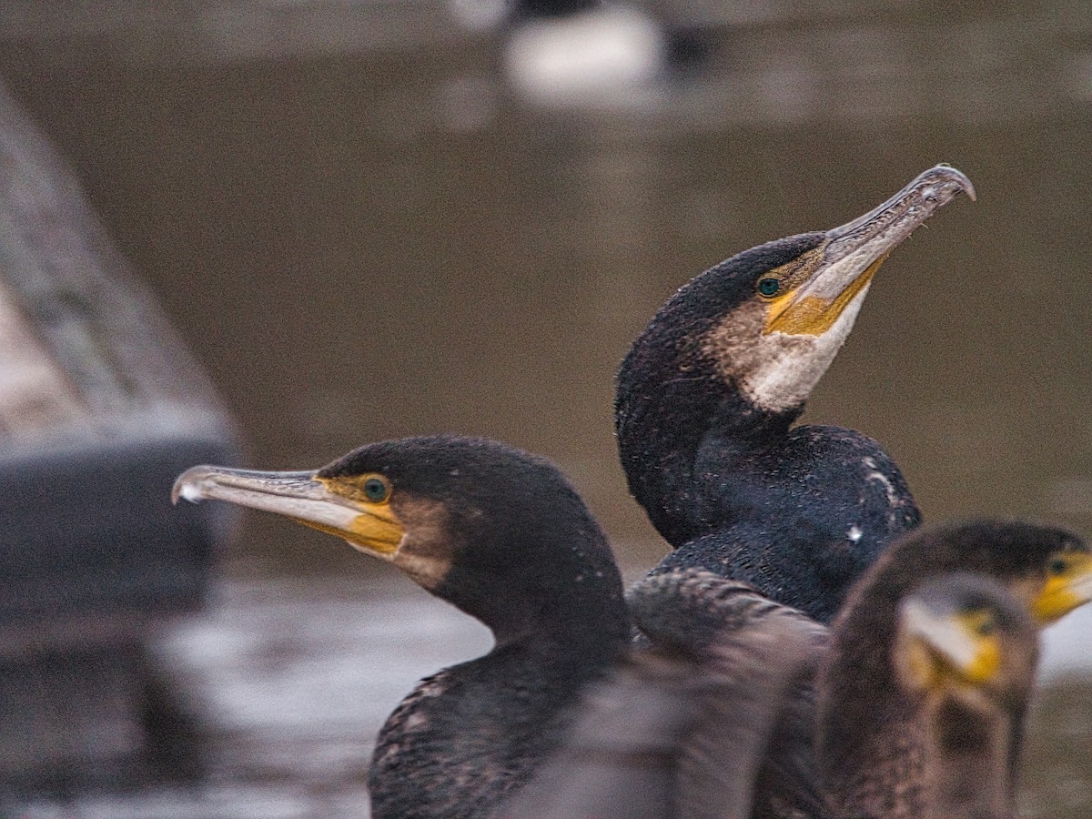 Great Cormorant - David & Dawn Harris