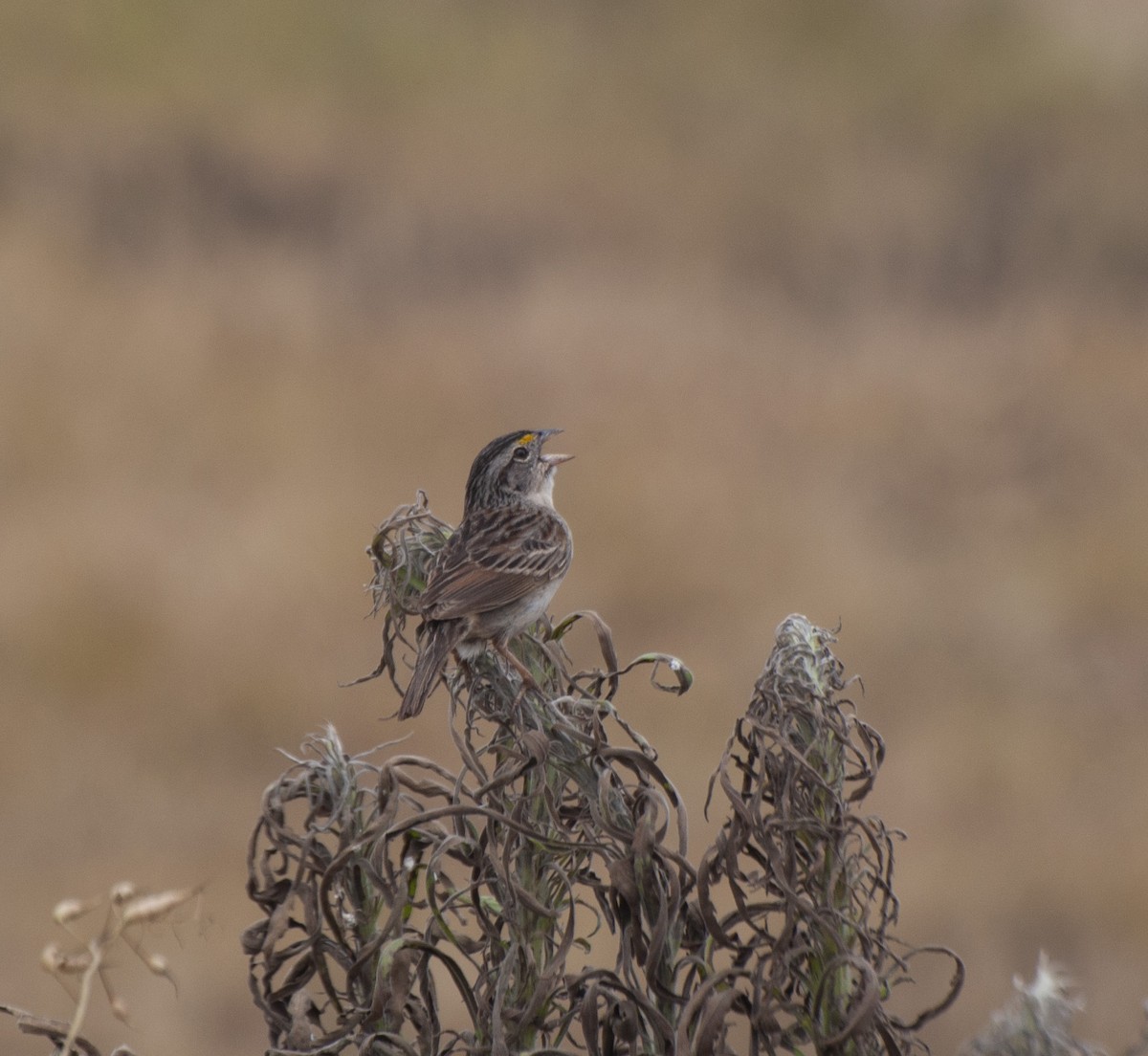 Grassland Sparrow - Alan Hentz