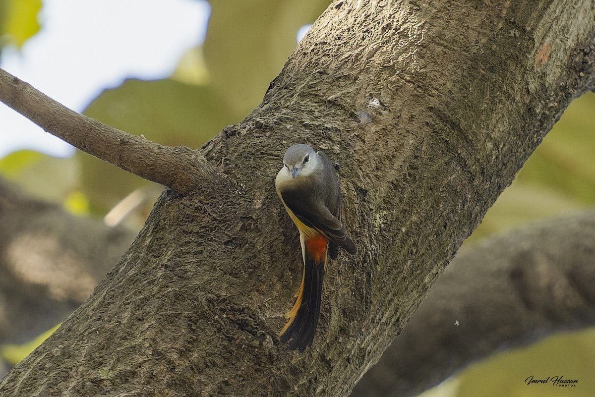 コサンショウクイ - ML611871519