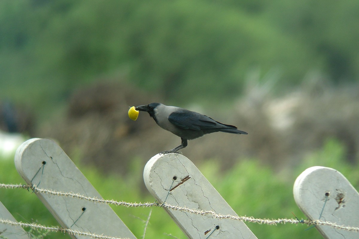 House Crow - ML611871528