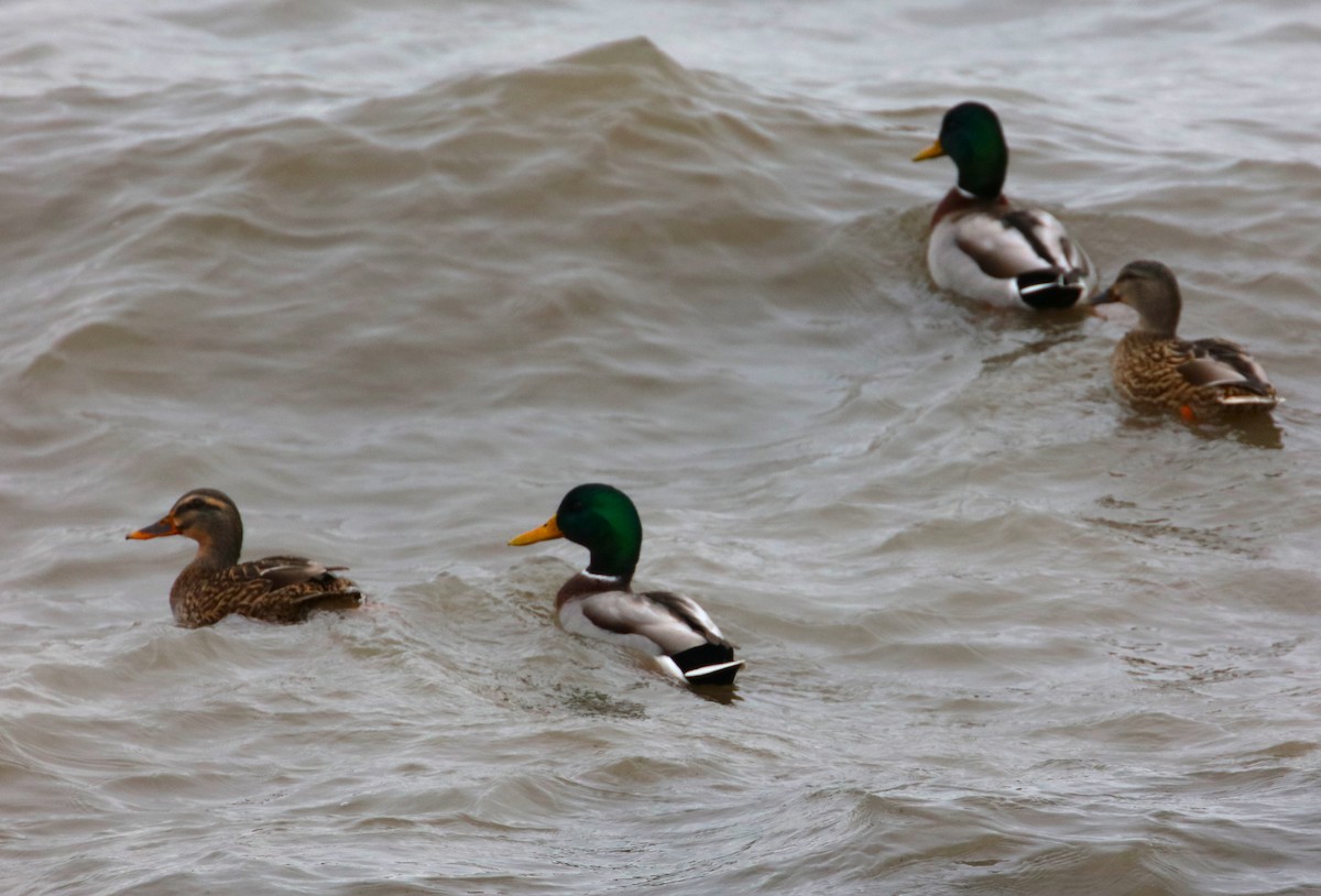 Canard colvert - ML611871547