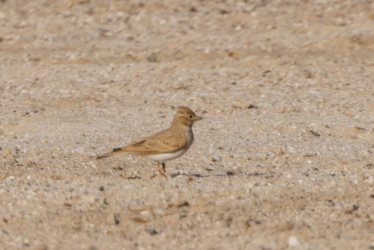 Mediterranean/Turkestan Short-toed Lark - ML611871553