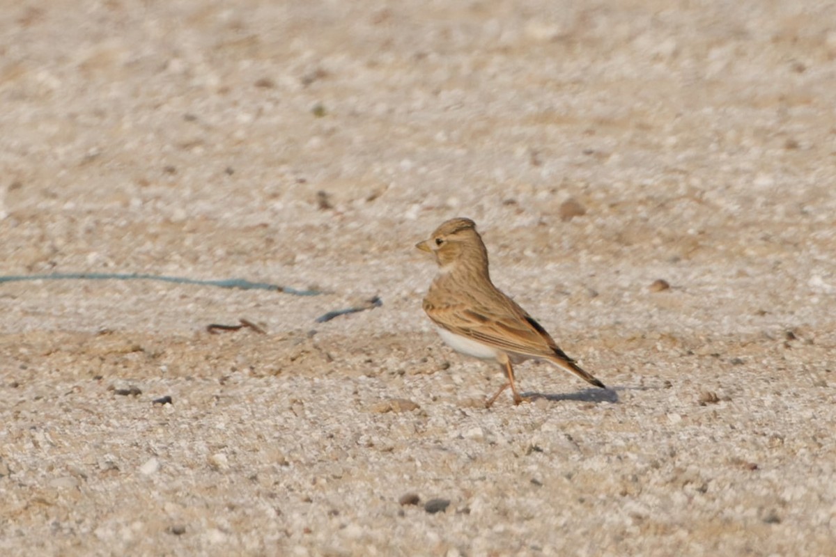 Mediterranean/Turkestan Short-toed Lark - ML611871554