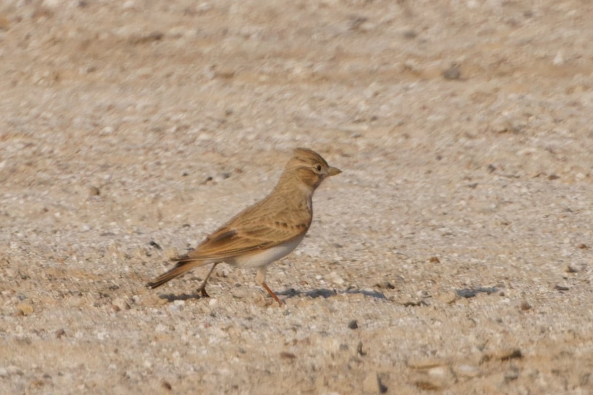 Mediterranean/Turkestan Short-toed Lark - ML611871555
