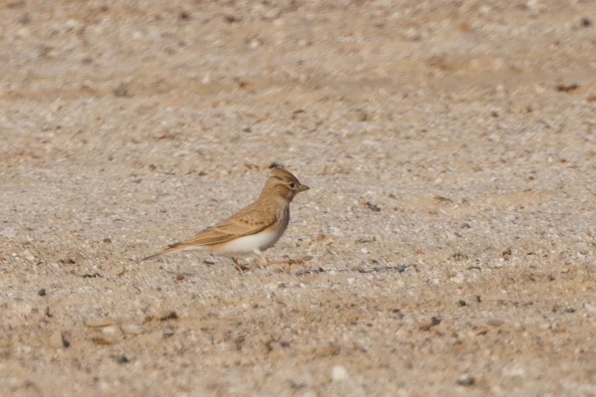 Mediterranean/Turkestan Short-toed Lark - ML611871556