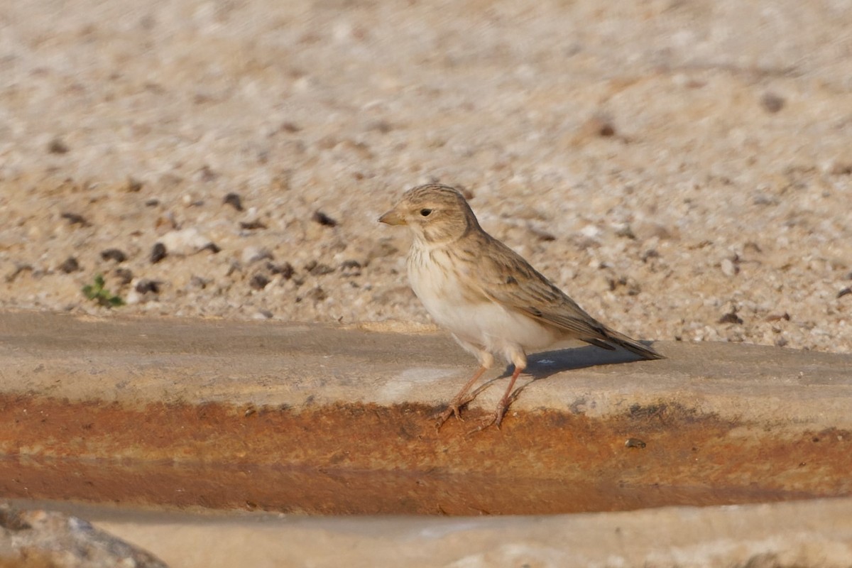 Mediterranean/Turkestan Short-toed Lark - ML611871558