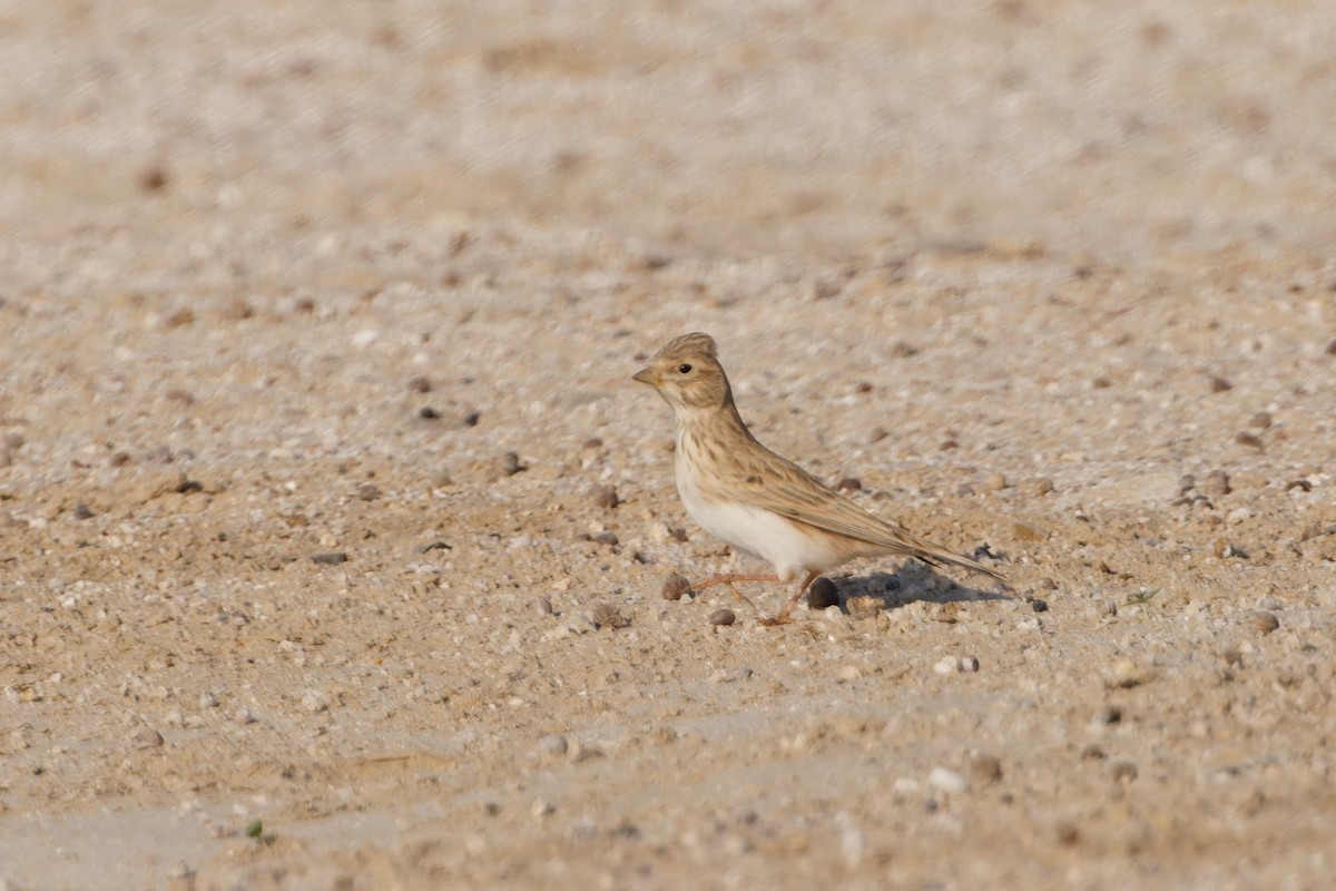 Mediterranean/Turkestan Short-toed Lark - ML611871559