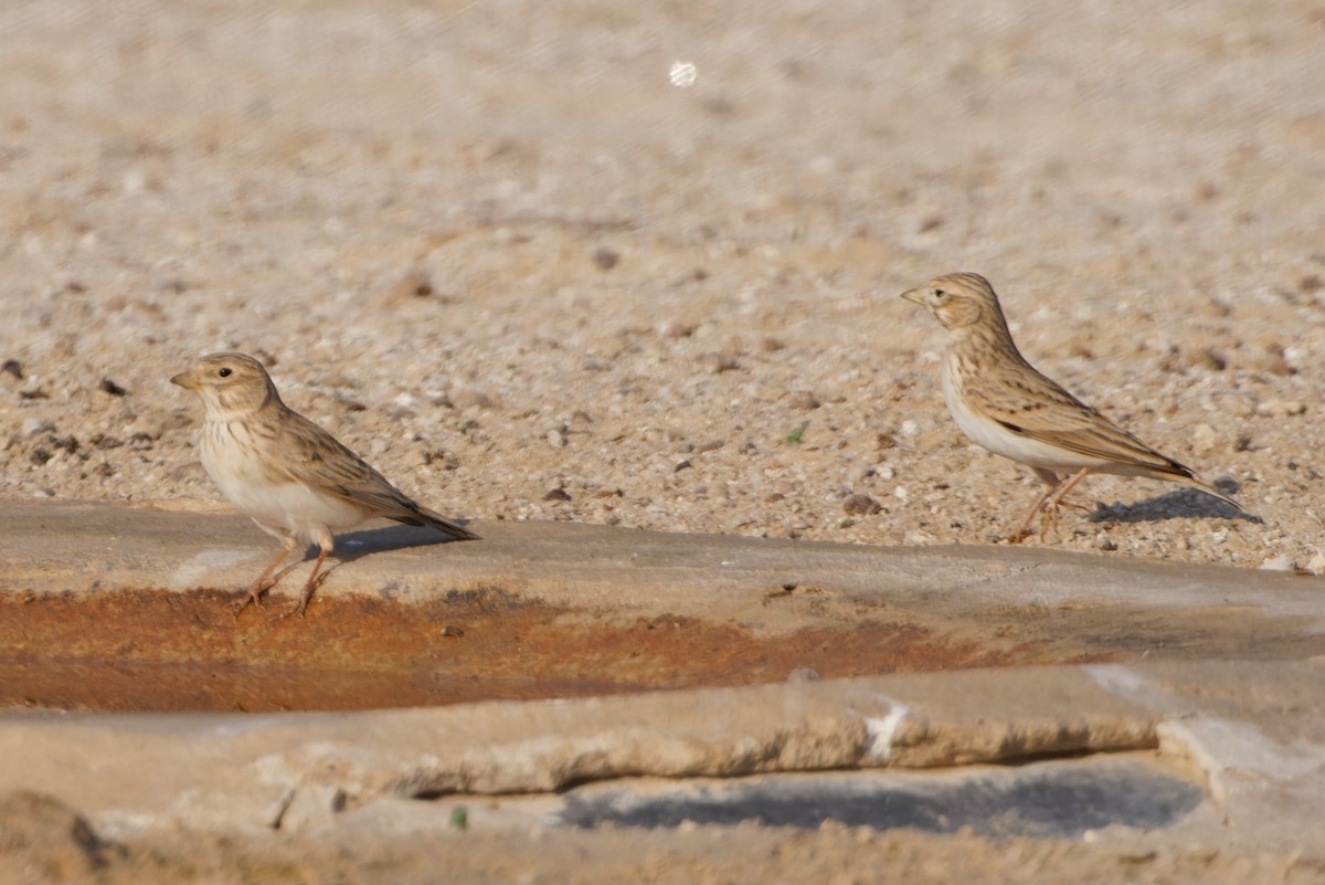 Mediterranean/Turkestan Short-toed Lark - ML611871560