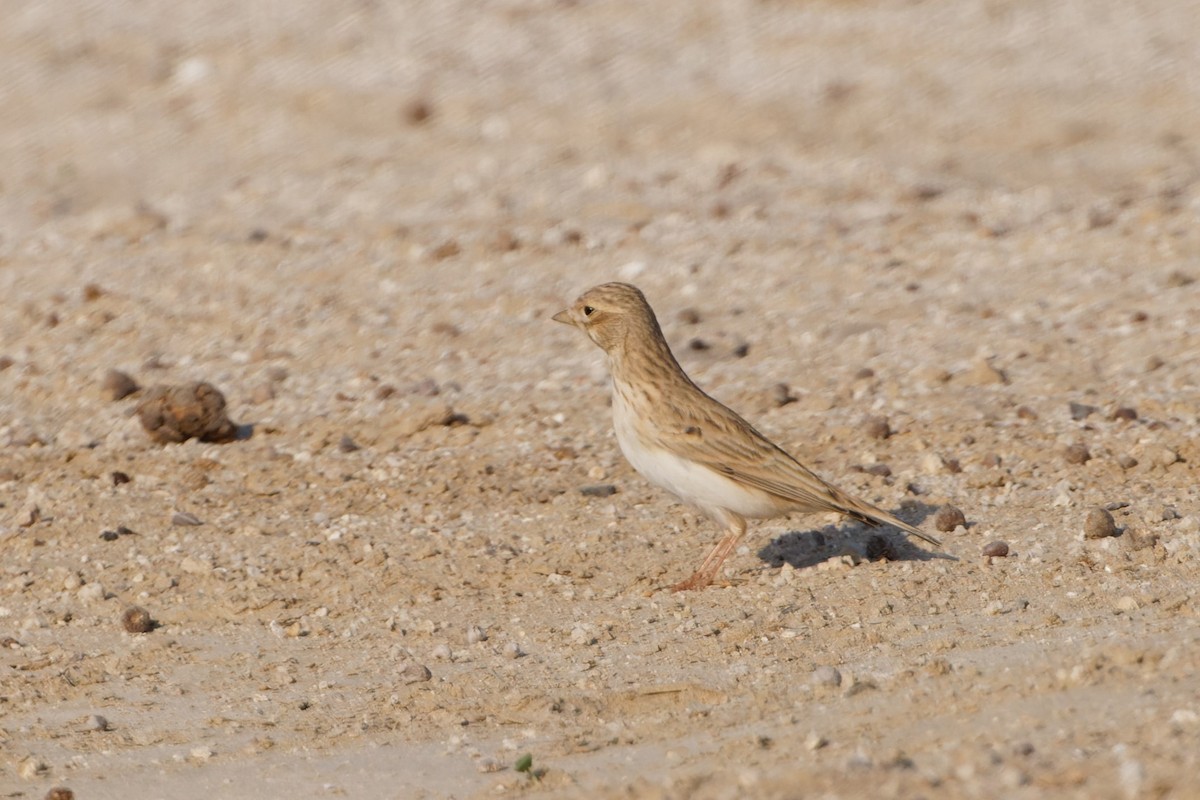 Mediterranean/Turkestan Short-toed Lark - ML611871561