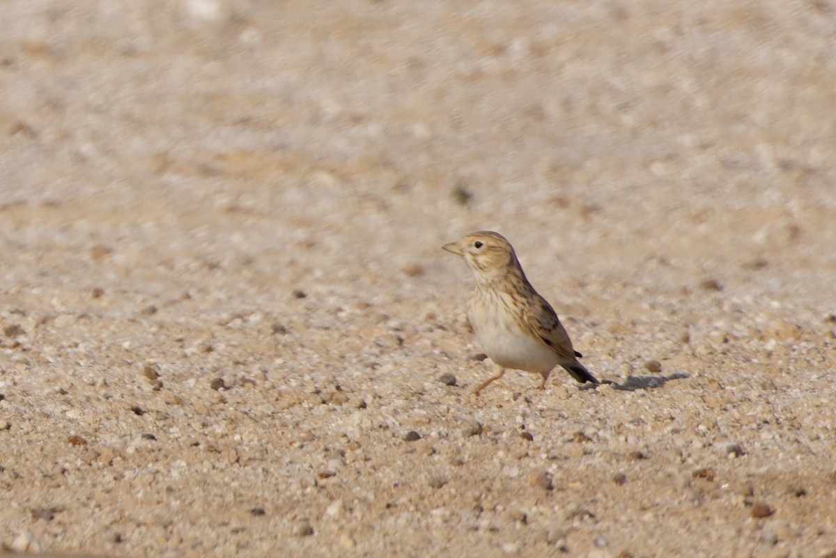 Mediterranean/Turkestan Short-toed Lark - ML611871563