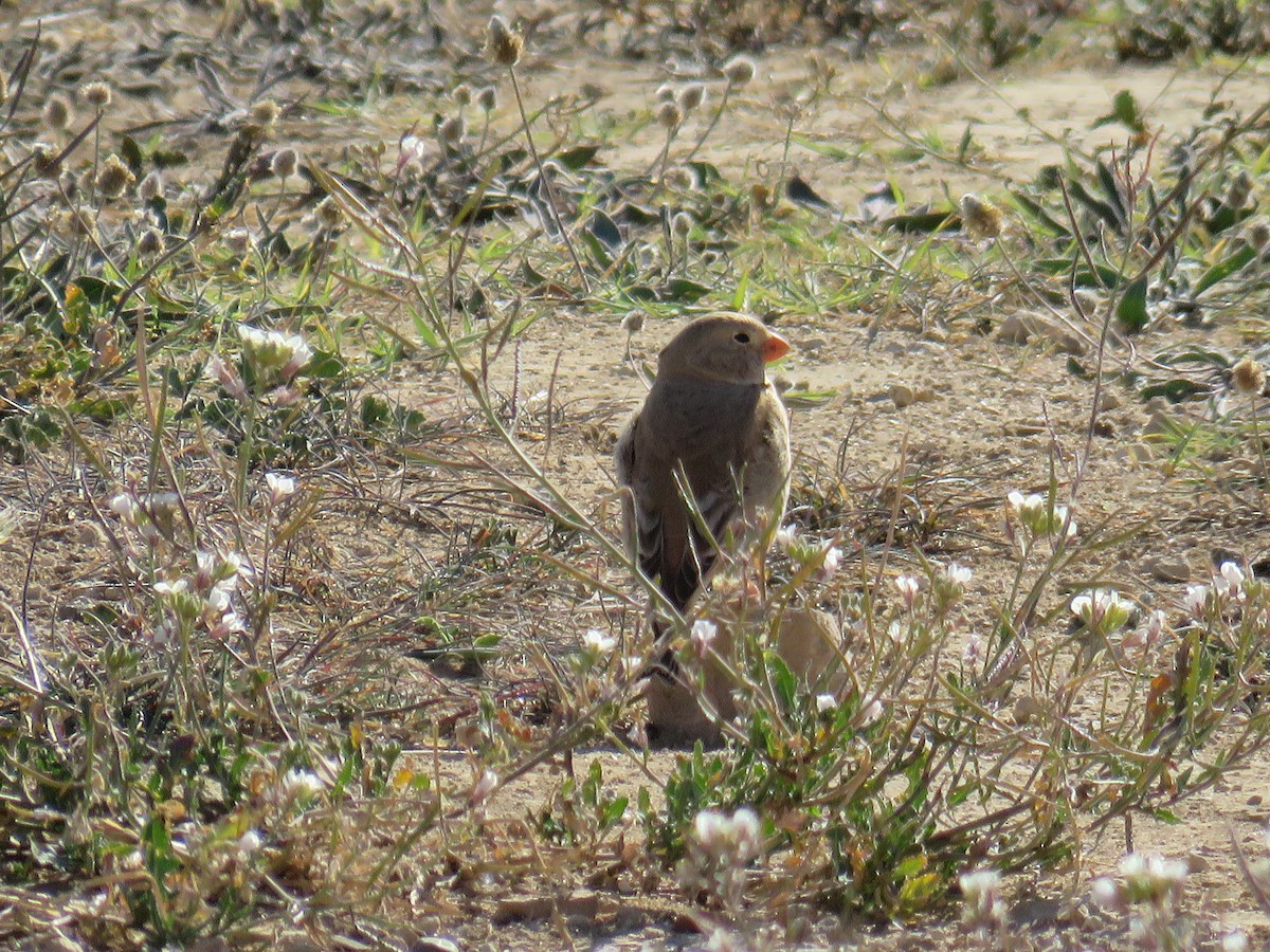 Trumpeter Finch - ML611871572