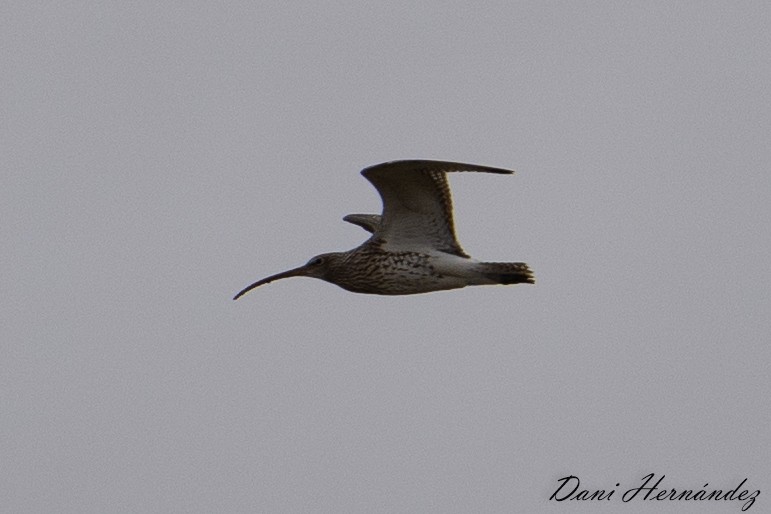 Eurasian Curlew - ML611871637