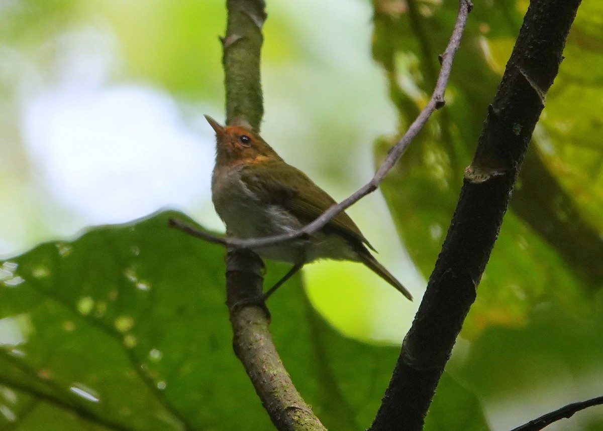 Red-faced Woodland-Warbler - jerry pruett