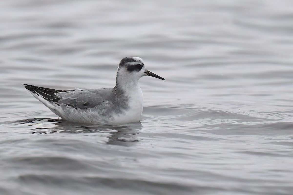 Red Phalarope - Ed Poropat