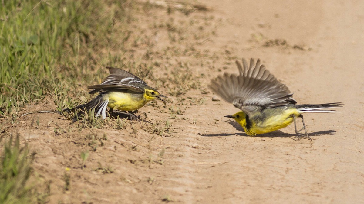 Citrine Wagtail - ML611871681