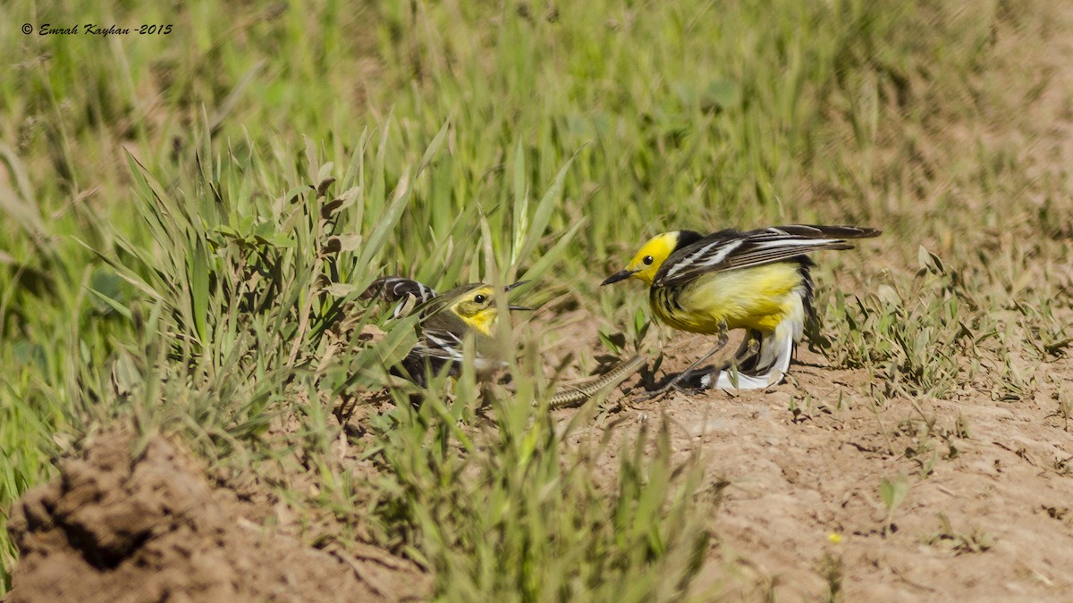 Citrine Wagtail - Emrah Kayhan