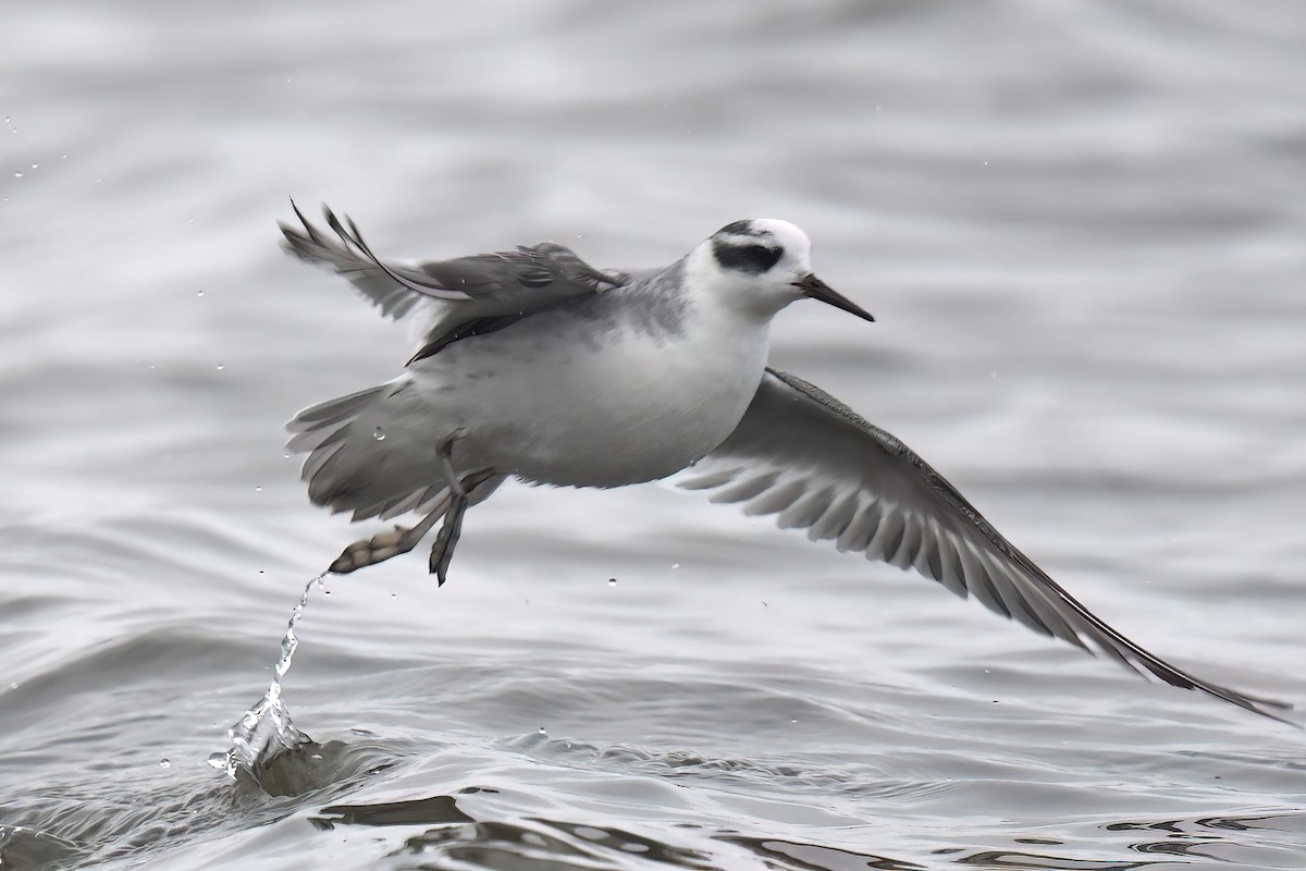 Phalarope à bec large - ML611871688