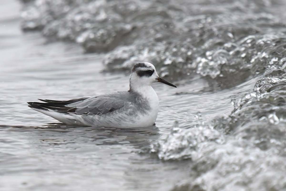 Phalarope à bec large - ML611871712