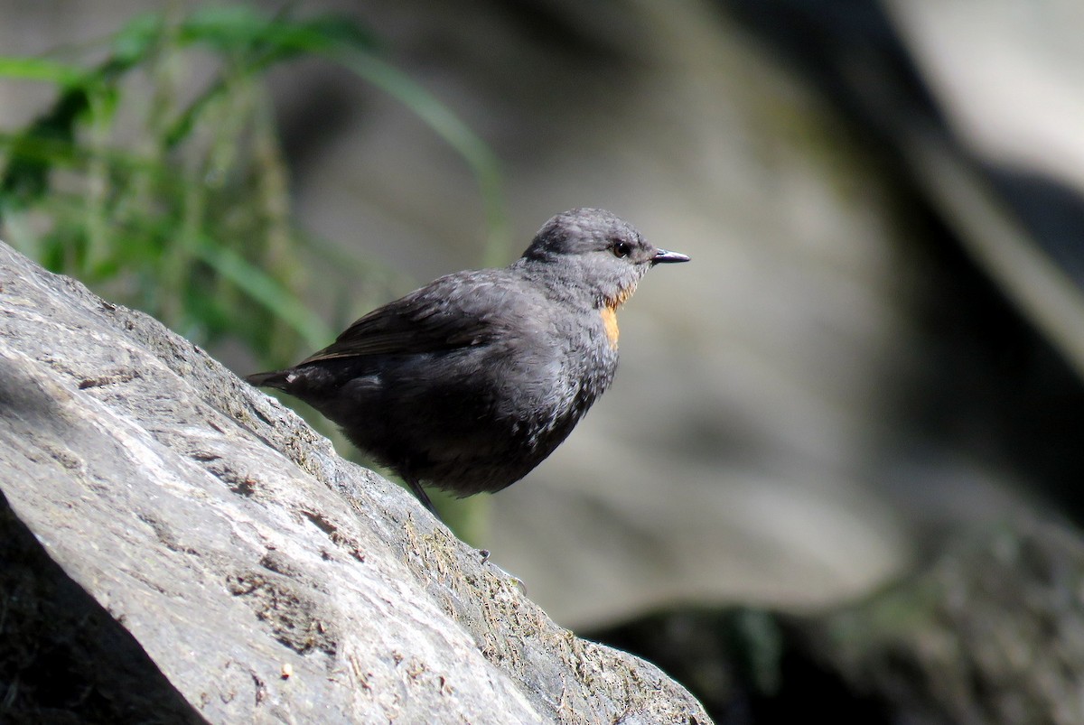 Rufous-throated Dipper - ML611871763