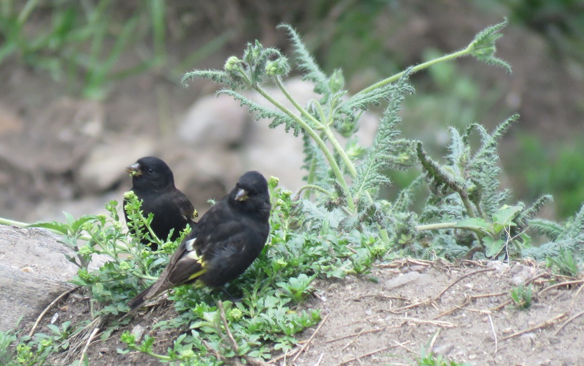 Black Siskin - ML611871772