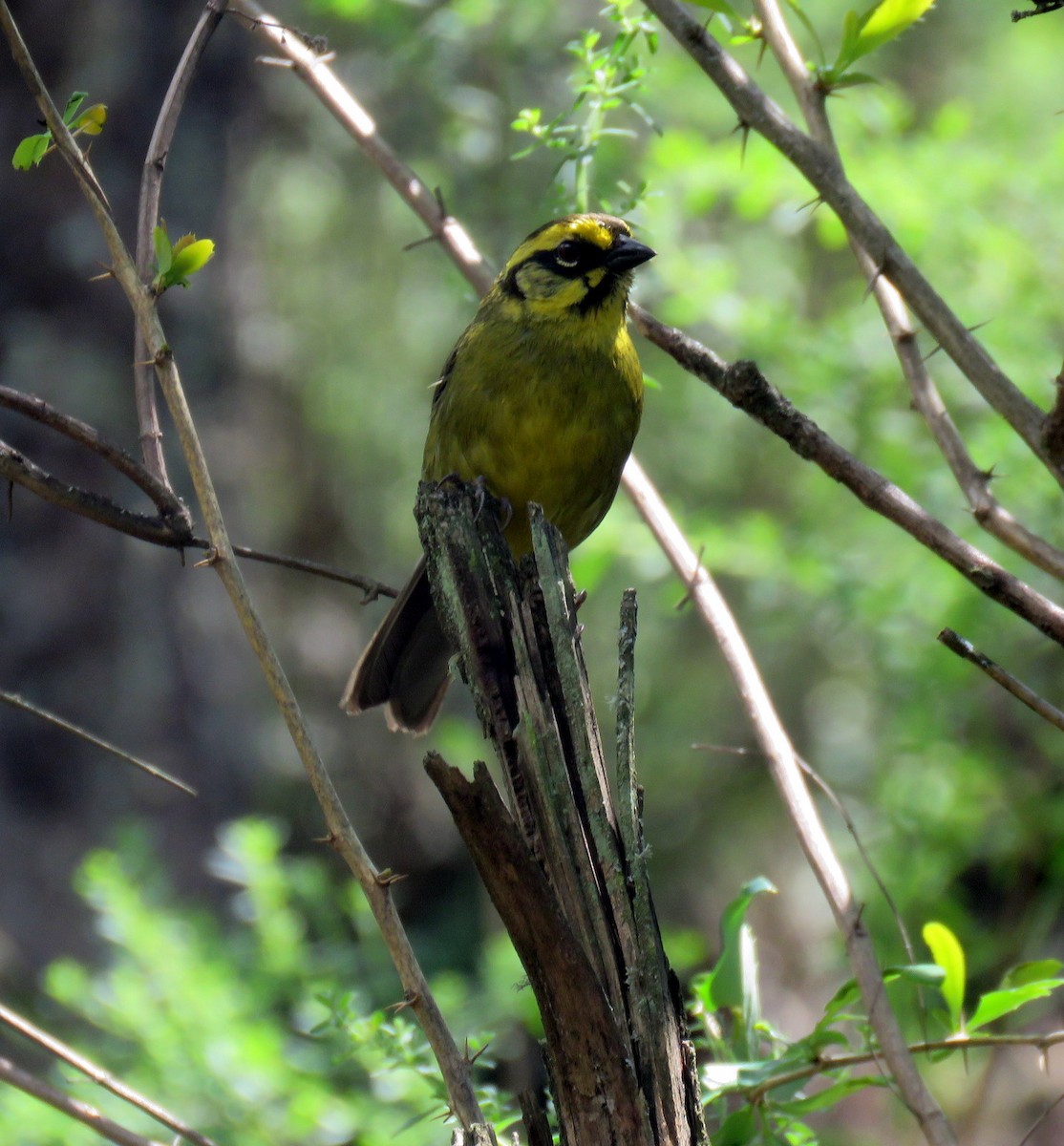 Yellow-striped Brushfinch - ML611871774