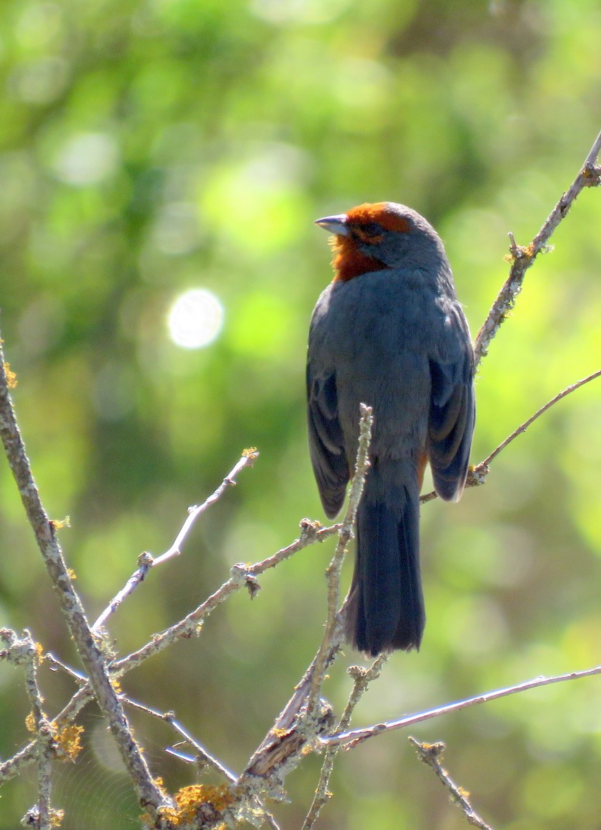 Tucuman Mountain Finch - ML611871776