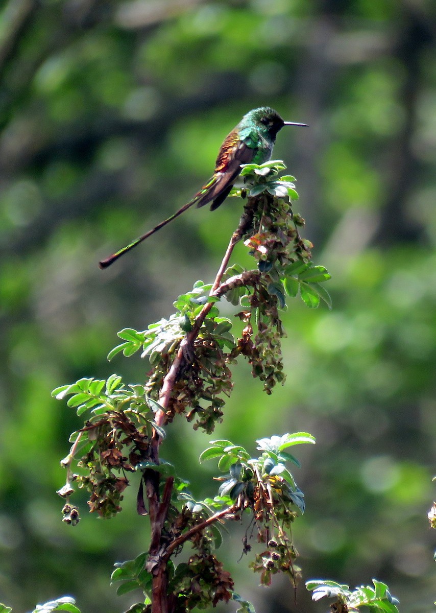 Red-tailed Comet - Diego Carús