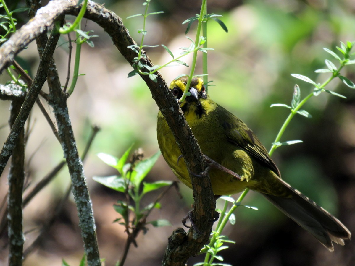 Yellow-striped Brushfinch - ML611871794