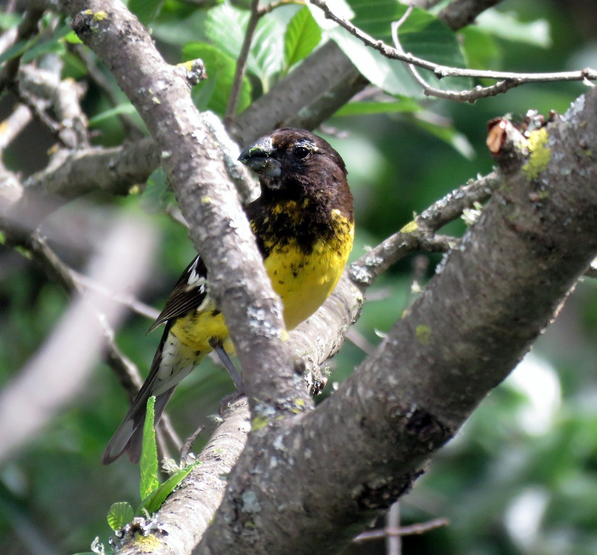 Black-backed Grosbeak - Diego Carús