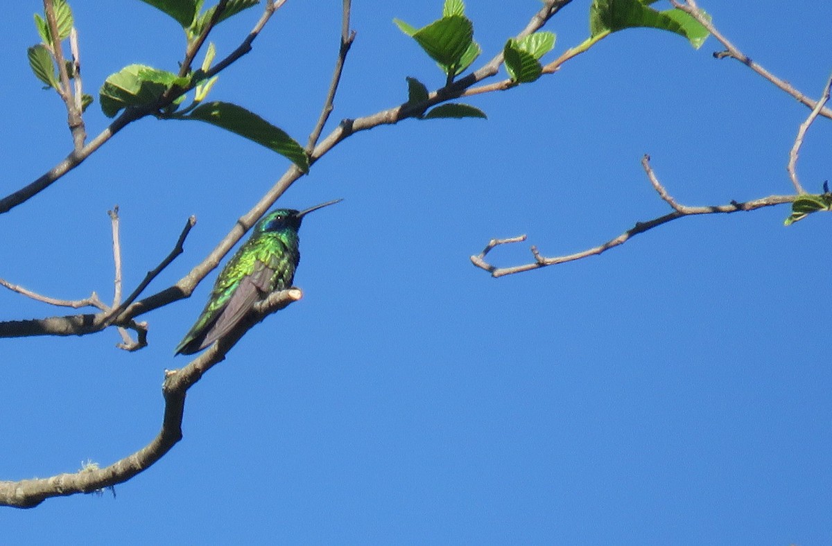 Colibri d'Anaïs - ML611871801