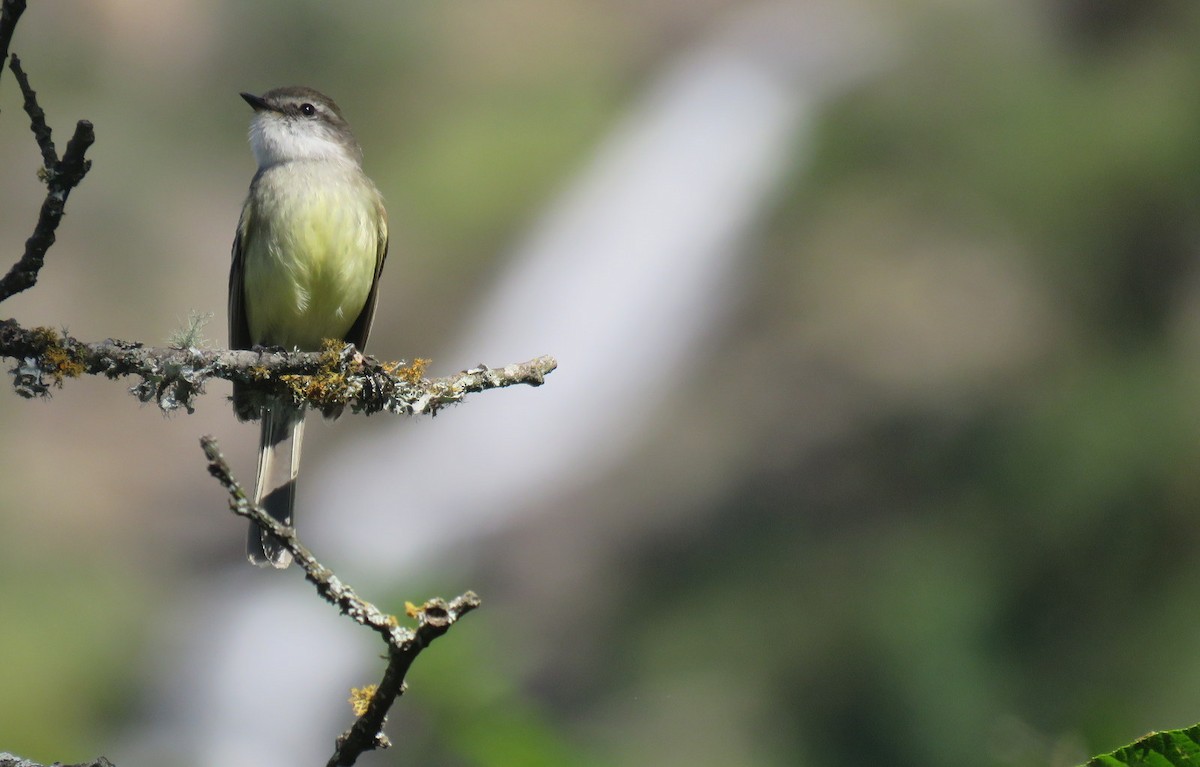 White-throated Tyrannulet - ML611871814