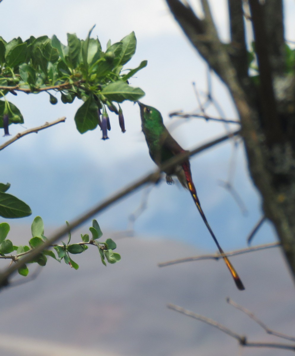 Red-tailed Comet - ML611871816