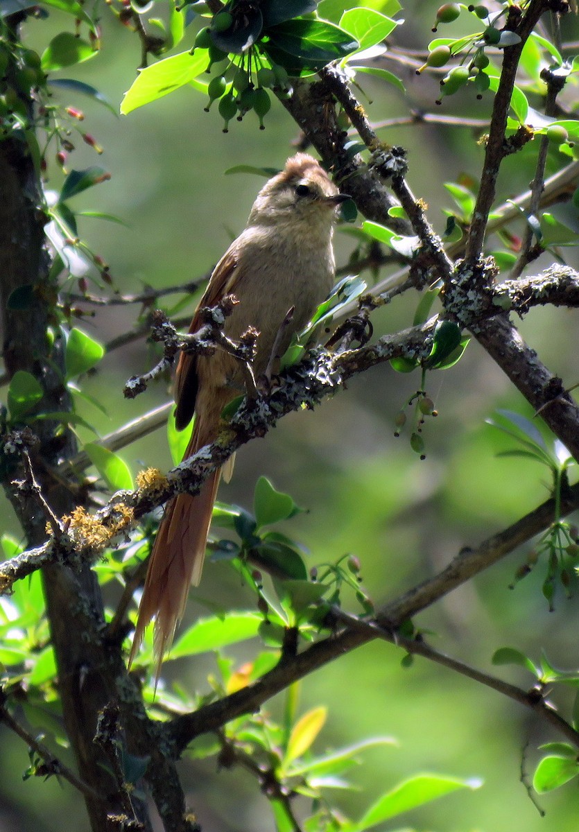 Brown-capped Tit-Spinetail - ML611871823