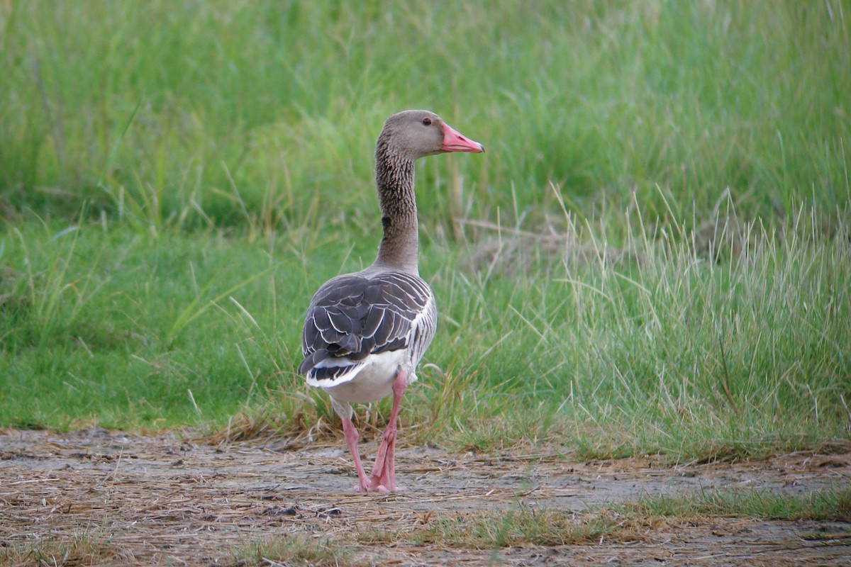 Graylag Goose (Siberian) - Tommy Pedersen