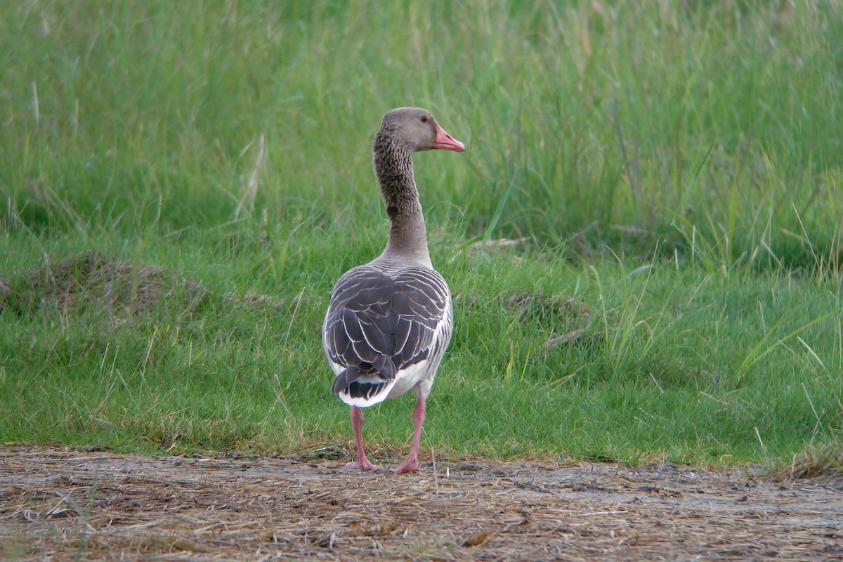 Oie cendrée (rubrirostris) - ML611871894