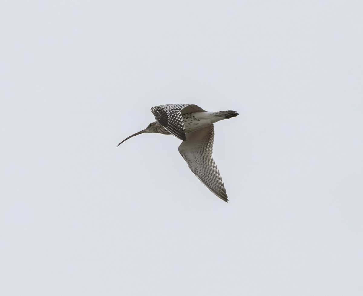 Eurasian Curlew - Guillermo Risco