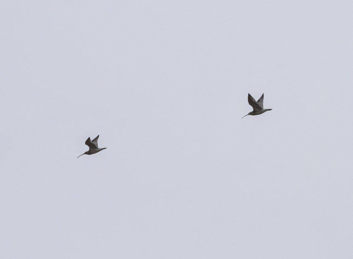 Eurasian Curlew - Guillermo Risco