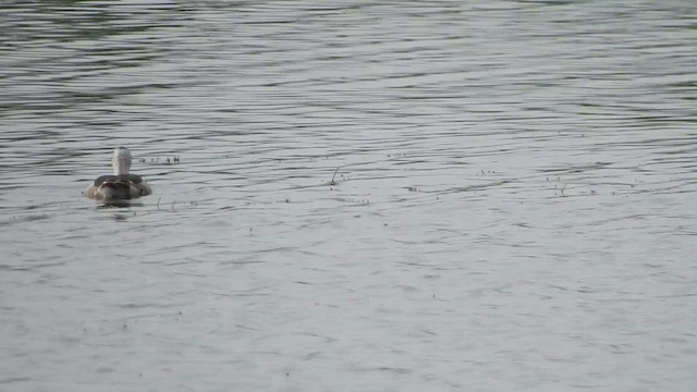 Cotton Pygmy-Goose - ML611871920