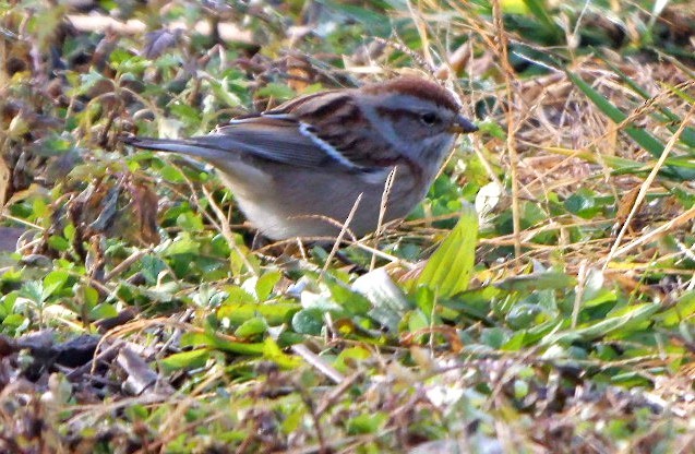 American Tree Sparrow - ML611871932