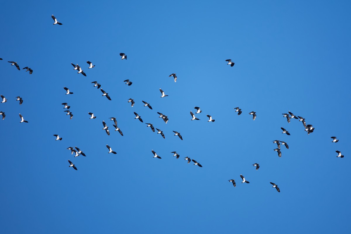 Northern Lapwing - ML611871952