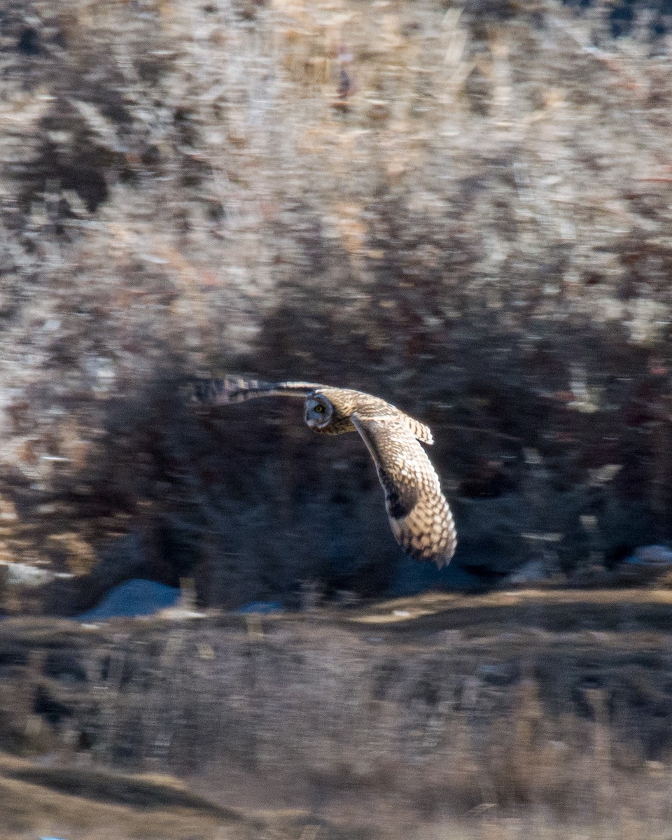 Short-eared Owl - 𝑆𝑜𝑛𝑎𝑚 𝑌𝑎𝑛𝑔𝑗𝑜𝑟