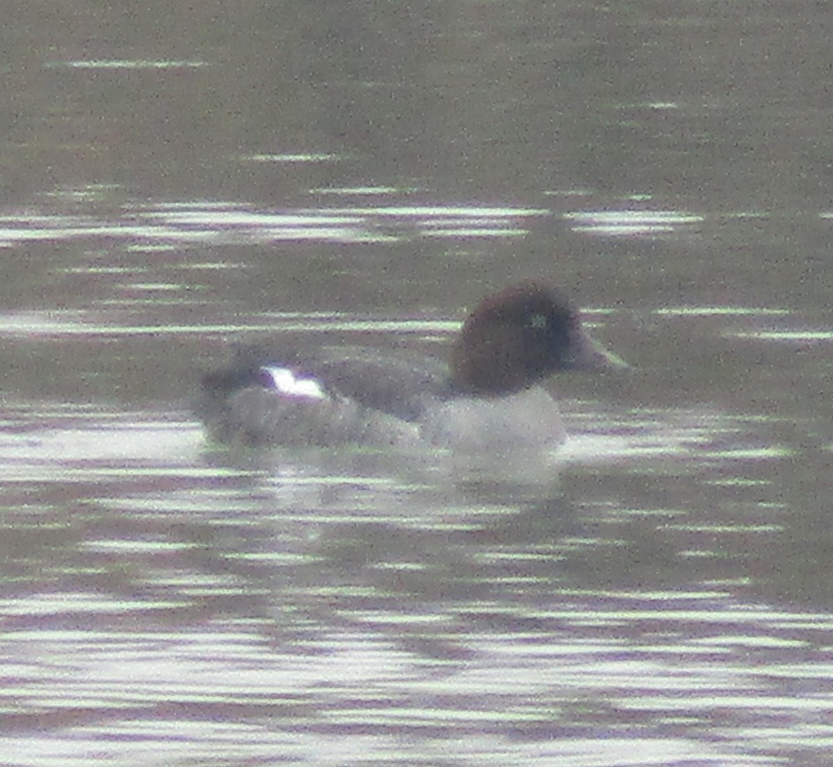 Common Goldeneye - ML611872106