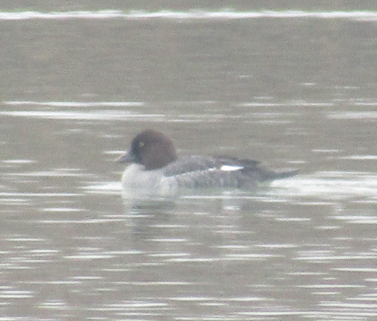 Common Goldeneye - ML611872107