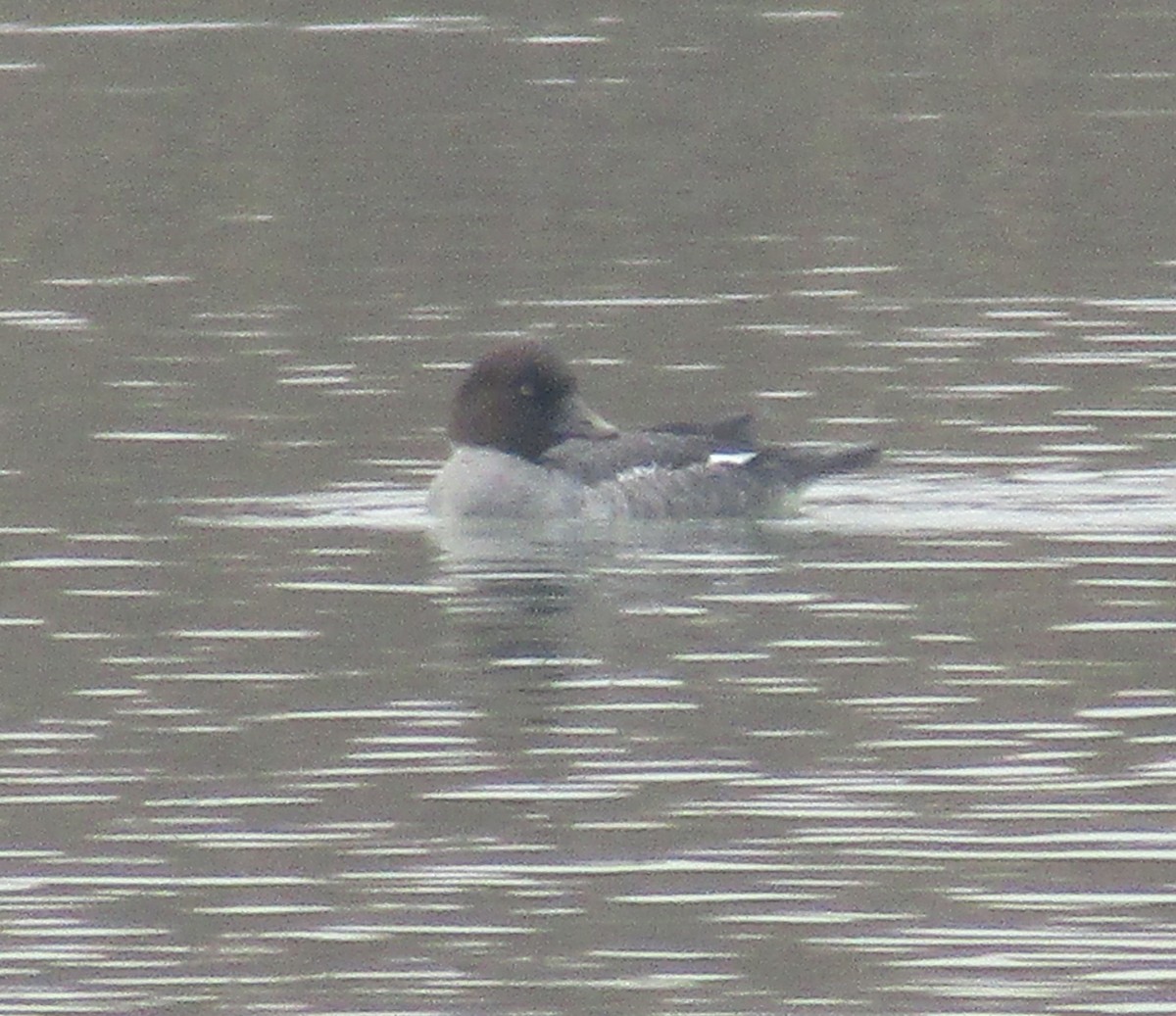 Common Goldeneye - ML611872108