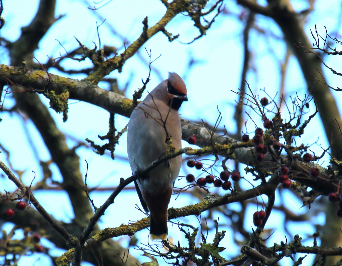 Bohemian Waxwing - ML611872114