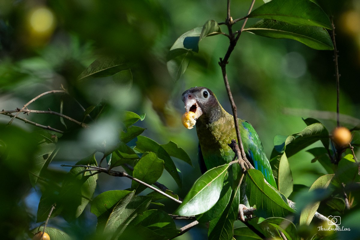 Brown-hooded Parrot - ML611872165