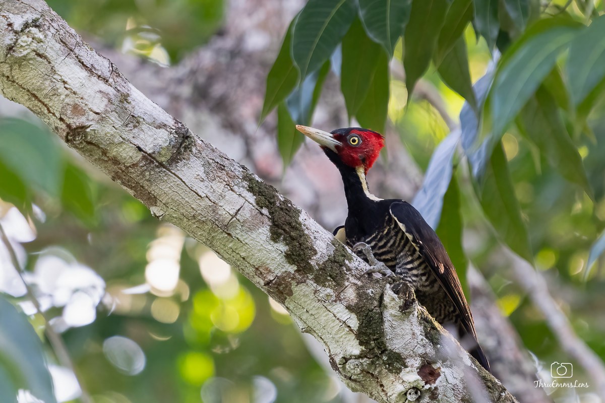 Pale-billed Woodpecker - Menashe Lichtenstein