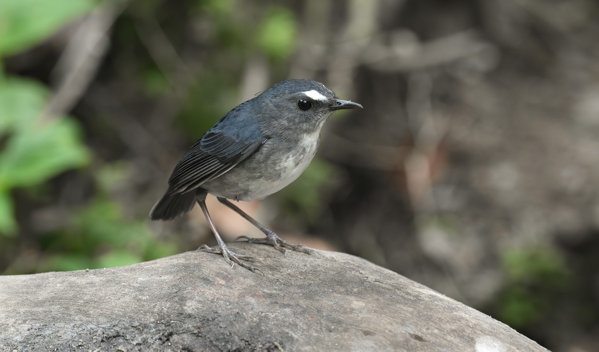 Lesser Shortwing - Sunil Kini