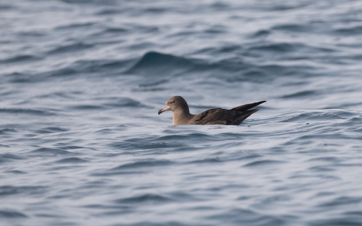 Flesh-footed Shearwater - ML611872317
